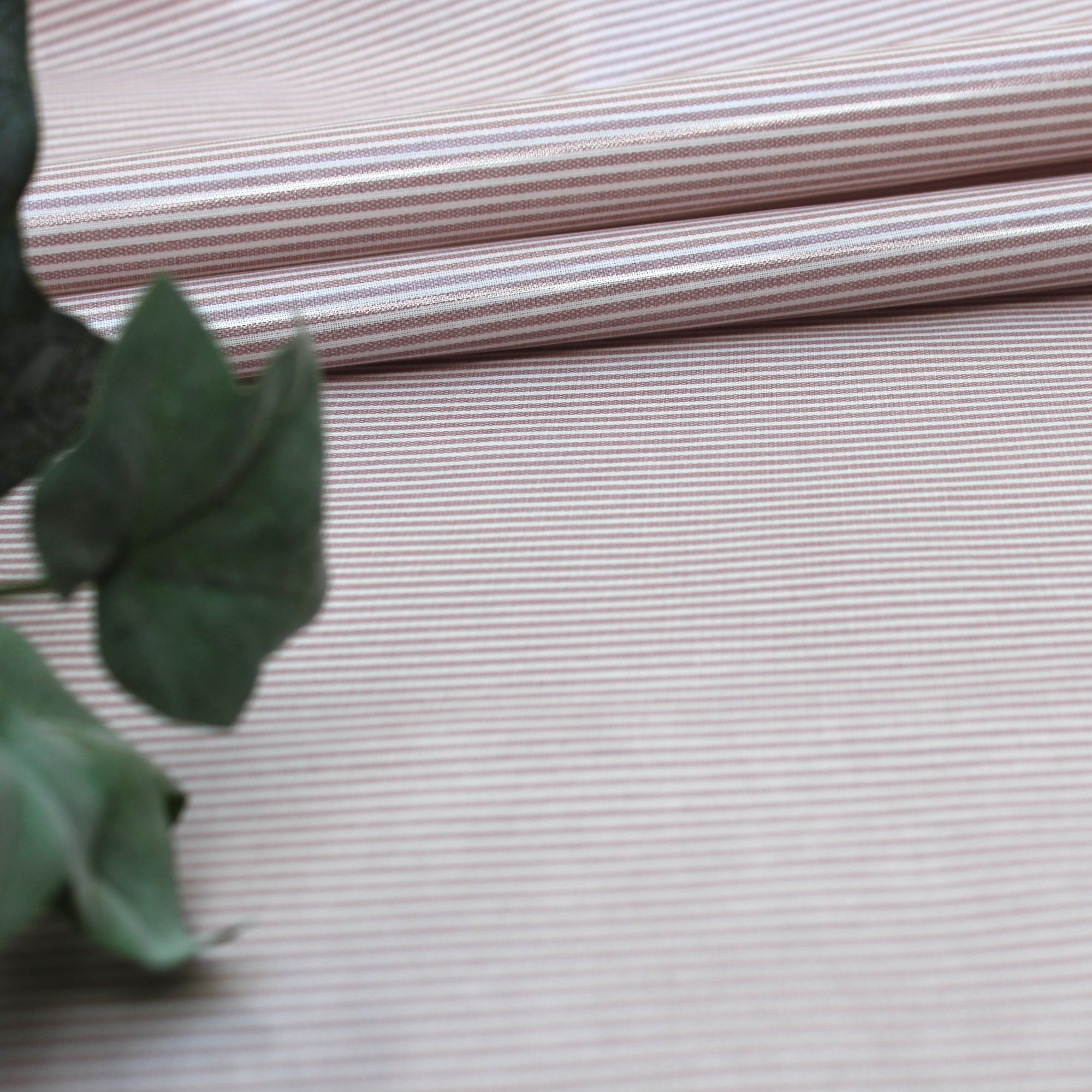 Stripe Woodrose